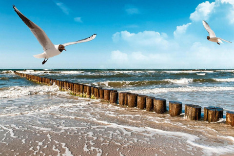 Strandzicht bij Holiday cottage Rusinowo in Denemarken met meeuwen, golven en houten palen in de zee.
