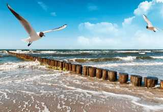 Vue de plage au Holiday cottage Rusinowo au Danemark avec des mouettes, des vagues et des poteaux en bois.
