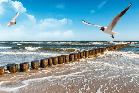Seagulls flying above waves and wooden posts by the sea near Domki letniskowe Rusinowo cabin in Denmark.