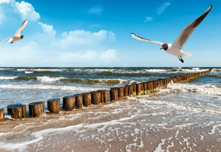 Seagulls flying above waves and wooden posts by the sea near Domki letniskowe Rusinowo cabin in Denmark.
