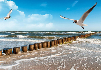 Mouettes survolant les vagues et des pieux en bois près de Domki letniskowe Rusinowo au Danemark.