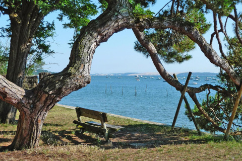 Panchina sotto un albero curvo con vista sul lago e barche, foto scattata presso Holiday home «Le Porge» in Francia.