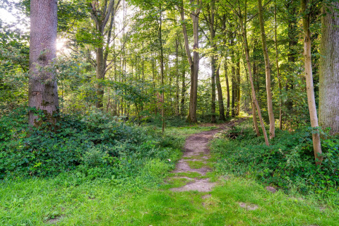Sentiero nel bosco tra alberi e cespugli verdi presso un alloggio glamping, luce solare che filtra.
