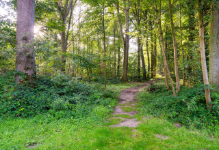 Sentiero nel bosco tra alberi e cespugli verdi presso un alloggio glamping, luce solare che filtra.