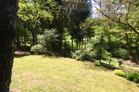 Pelouse ensoleillée et zone boisée près du chalet Remschweiler en France, entourée d’arbres et d’arbustes.