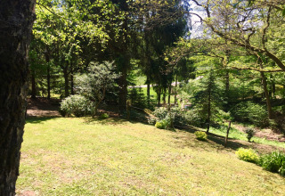 Pelouse ensoleillée et zone boisée près du chalet Remschweiler en France, entourée d’arbres et d’arbustes.