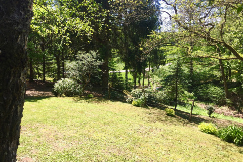 Zonnig grasveld en bos bij chalet Remschweiler in Frankrijk, omgeven door bomen en struiken.