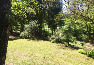 Zonnig grasveld en bos bij chalet Remschweiler in Frankrijk, omgeven door bomen en struiken.