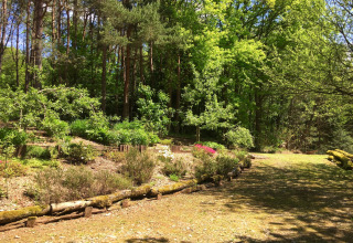 Zonnige tuin bij chalet Remschweiler in Frankrijk, omgeven door bomen en groene beplanting.