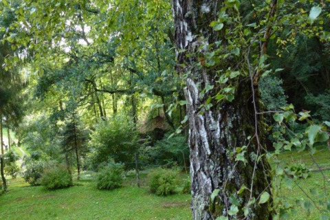 Groen bosgebied met bomen en struiken bij het Remschweiler-chalet, gefotografeerd in Frankrijk.
