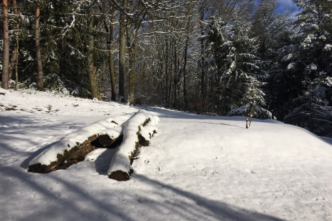Paysage de forêt enneigée près du chalet Remschweiler en France, avec arbres et troncs sous la neige.