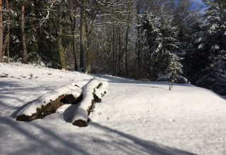 Paysage de forêt enneigée près du chalet Remschweiler en France, avec arbres et troncs sous la neige.
