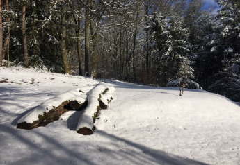 Snebetrukket skovlandskab ved chalet Remschweiler i Frankrig med træer og nedsnede træstammer.