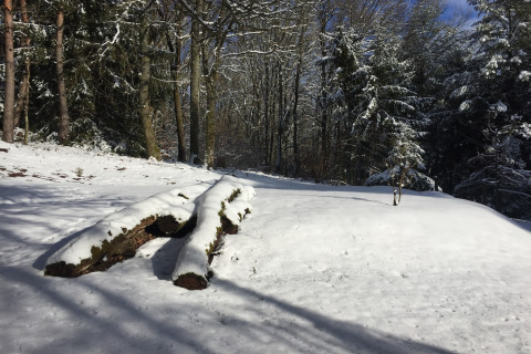 Besneeuwd boslandschap bij chalet Remschweiler in Frankrijk, met bomen en met sneeuw bedekte boomstammen.