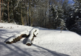 Besneeuwd boslandschap bij chalet Remschweiler in Frankrijk, met bomen en met sneeuw bedekte boomstammen.