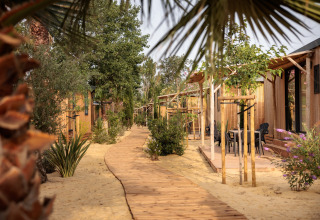 Træhytter på glampingplads med sand og stier omgivet af grønne planter og træer i sommersol.