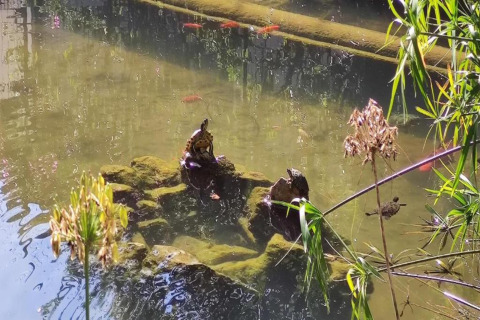 Foto van een vijver met schildpadden op mosstenen, zwemmende vissen en planten bij een glampingverblijf.