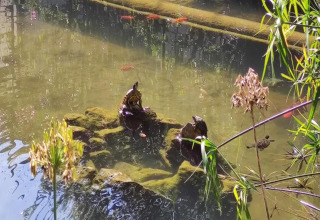 Foto van een vijver met schildpadden op mosstenen, zwemmende vissen en planten bij een glampingverblijf.