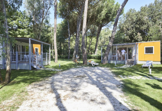 Twee moderne stacaravans op een groene camping met bomen, ligstoelen en een rustige sfeer.