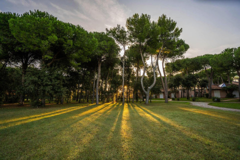 Rayos de sol atraviesan los árboles en el resort Riva degli Etruschi, San Vincenzo, Italia.