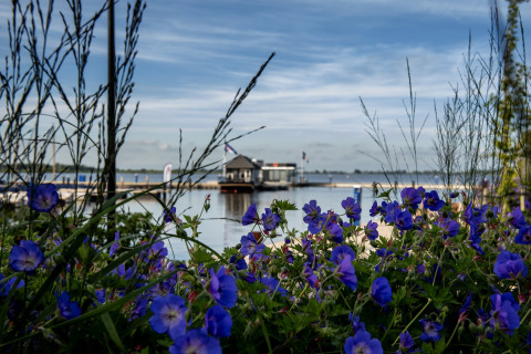Blaue Blumen im Vordergrund, Hausboot «Elysium» auf dem Wasser in den Niederlanden im Hintergrund.