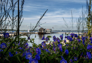 Flores azules en primer plano y la casa flotante «Elysium» en el agua en los Países Bajos al fondo.