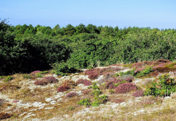 Blick vom Tipitent de Jutter in den Niederlanden mit Heidekraut, sandigem Boden und grünem Wald.
