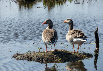 To gæs står på en lille ø i vandet ved Tipitent de Jutter i Holland, omgivet af natur og ro.