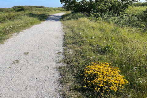 Sendero de grava junto a Tipitent de Jutter en los Países Bajos con arbustos verdes y flores amarillas.