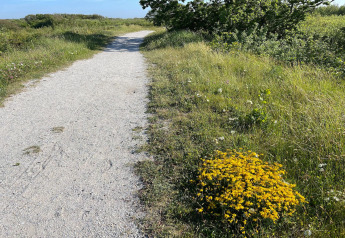 Gravel path by Tipitent de Jutter in the Netherlands with green bushes, yellow wildflowers, and blue sky.