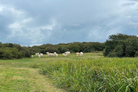 Un troupeau de vaches blanches paît dans un champ vert près de Tipitent de Jutter aux Pays-Bas sous un ciel nuageux.
