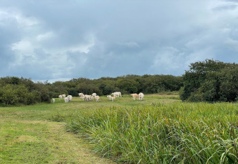 Un troupeau de vaches blanches paît dans un champ vert près de Tipitent de Jutter aux Pays-Bas sous un ciel nuageux.