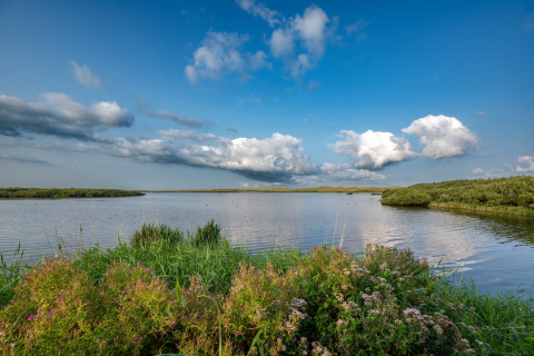 View from Tipitent de Jutter in the Netherlands showing a lake, wildflowers, and a bright blue sky.