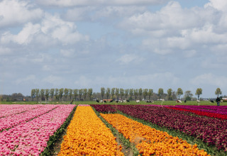 Farverige rækker af blomster på en mark under en skyet himmel, omgivet af træer i det fjerne.