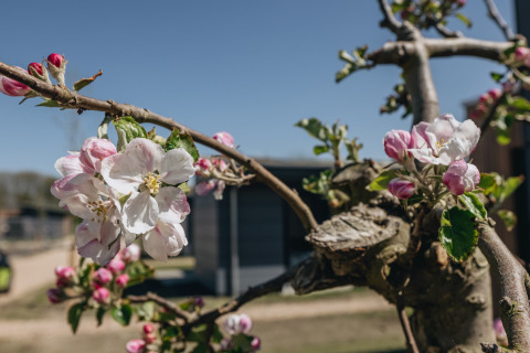 Nærbillede af blomstrende æbletræ med lyserøde og hvide blomster foran en lodge på en solrig dag.