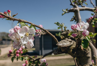 Nærbillede af blomstrende æbletræ med lyserøde og hvide blomster foran en lodge på en solrig dag.