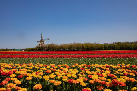 Colorful tulip fields in bloom with red and yellow flowers, a windmill and blue sky in the background.