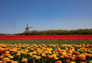 Bloeiende tulpenvelden met gele en rode bloemen, een windmolen en blauwe hemel op de achtergrond.