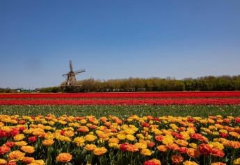 Blomstrende tulipanmarker med røde og gule blomster, en vindmølle og blå himmel i det fjerne.