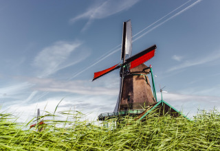 A traditional Dutch windmill stands amidst tall green grass beneath a vibrant blue sky with white clouds.