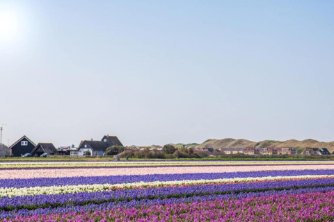 Gestreepte bloemenvelden in felle kleuren voor een lodge en huizen, met glooiende duinen op de achtergrond.