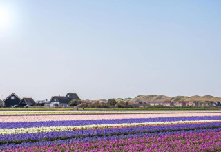 Gestreepte bloemenvelden in felle kleuren voor een lodge en huizen, met glooiende duinen op de achtergrond.