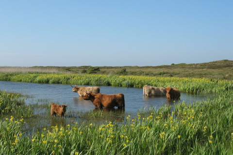 Schottische Hochlandrinder baden in einem Teich bei Holiday Park Loodsmansduin, umgeben von Wiesen.