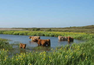 Bovins Highland pataugeant dans un étang au Holiday Park Loodsmansduin, entourés de prairies verdoyantes.