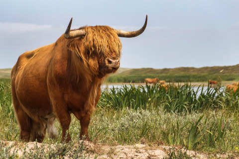 Una mucca Highland vicino a un lago tra il verde al Holiday Park Loodsmansduin 1 nei Paesi Bassi.
