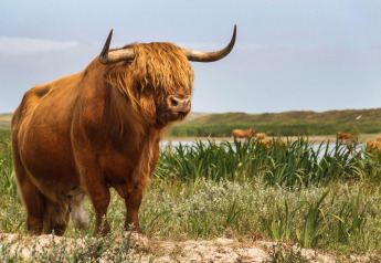 A Highland cow stands near a lake surrounded by greenery at Holiday Park Loodsmansduin 1 in the Netherlands.