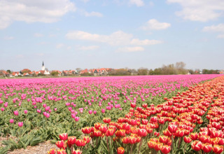 Farverig tulipanmark ved Holiday Park Loodsmansduin 1 i Holland med landsby og kirke i baggrunden.