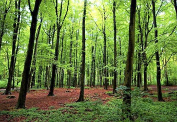 Grüner Wald mit hohen Bäumen und dichtem Laub im Holiday Park Kijkduin 9 in den Niederlanden bei Tageslicht.