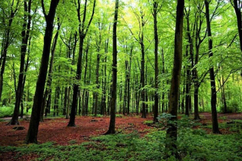 Lush green forest with tall trees and vibrant foliage at Holiday Park Kijkduin 9 in the Netherlands, daytime view.