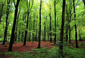 Lush green forest with tall trees and vibrant foliage at Holiday Park Kijkduin 9 in the Netherlands, daytime view.